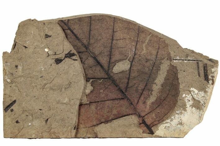 Fossil Leaf (Betula) - McAbee, BC #226128